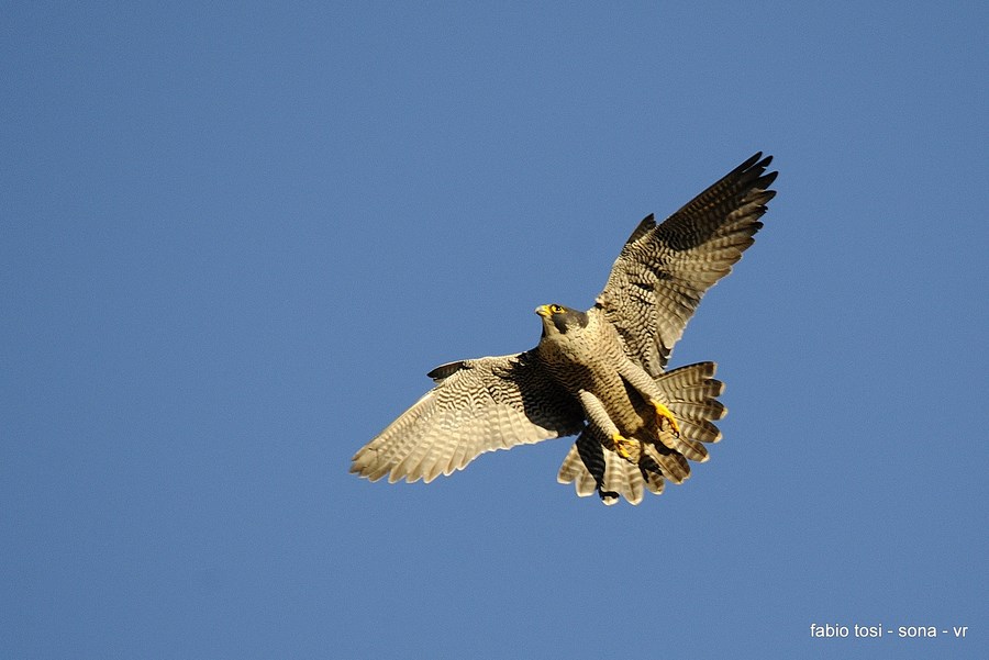 Pellegrin che per l''aere vai, di che sesso tu sarai?